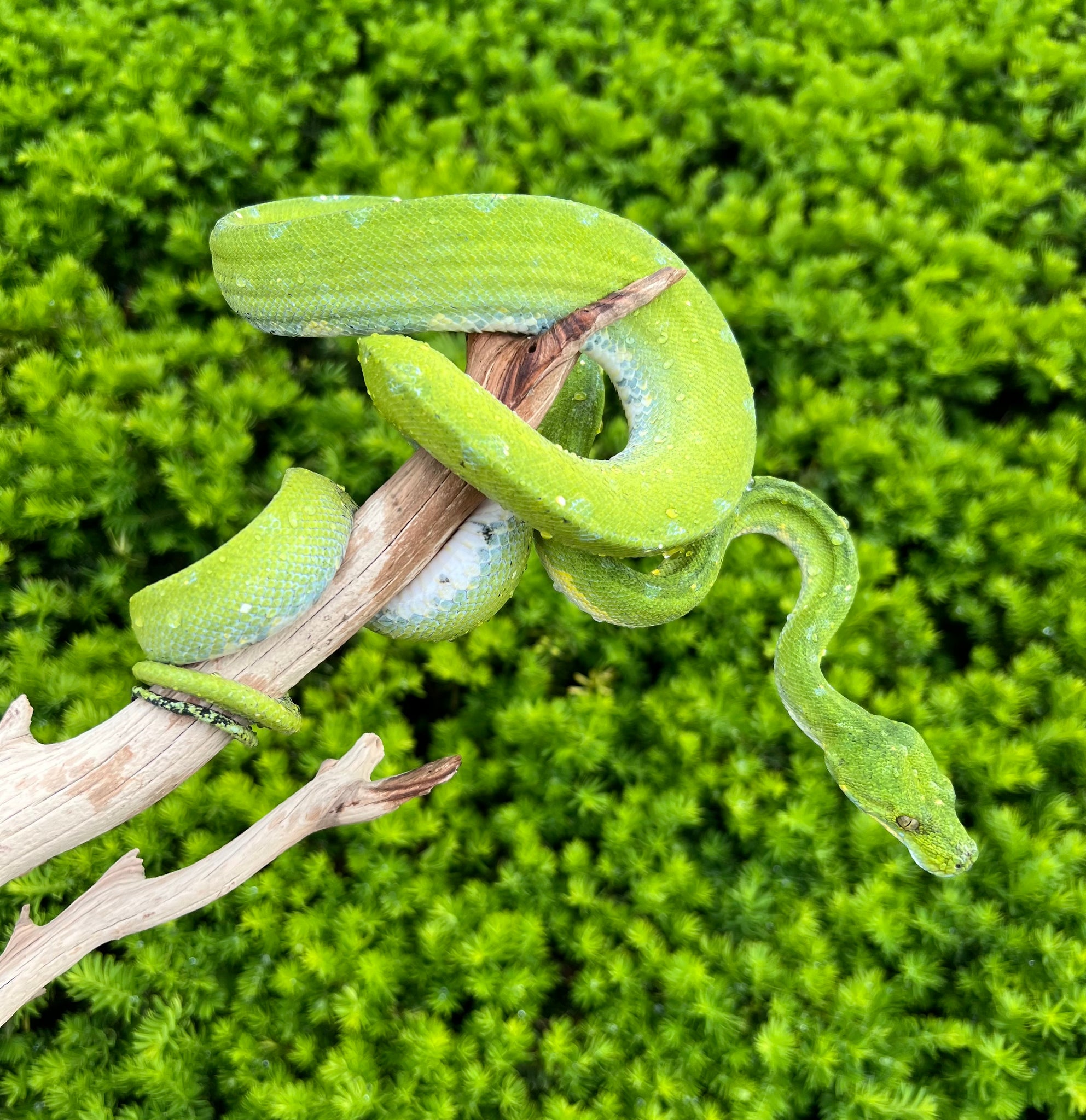 Adult Biak Green Tree Python (Female 2) – Scales and Tails of Ohio