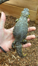 Load image into Gallery viewer, Adult Yellow Uromastyx (Female)