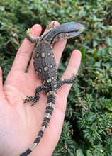 Load image into Gallery viewer, Baby Black Throat Monitor (8)