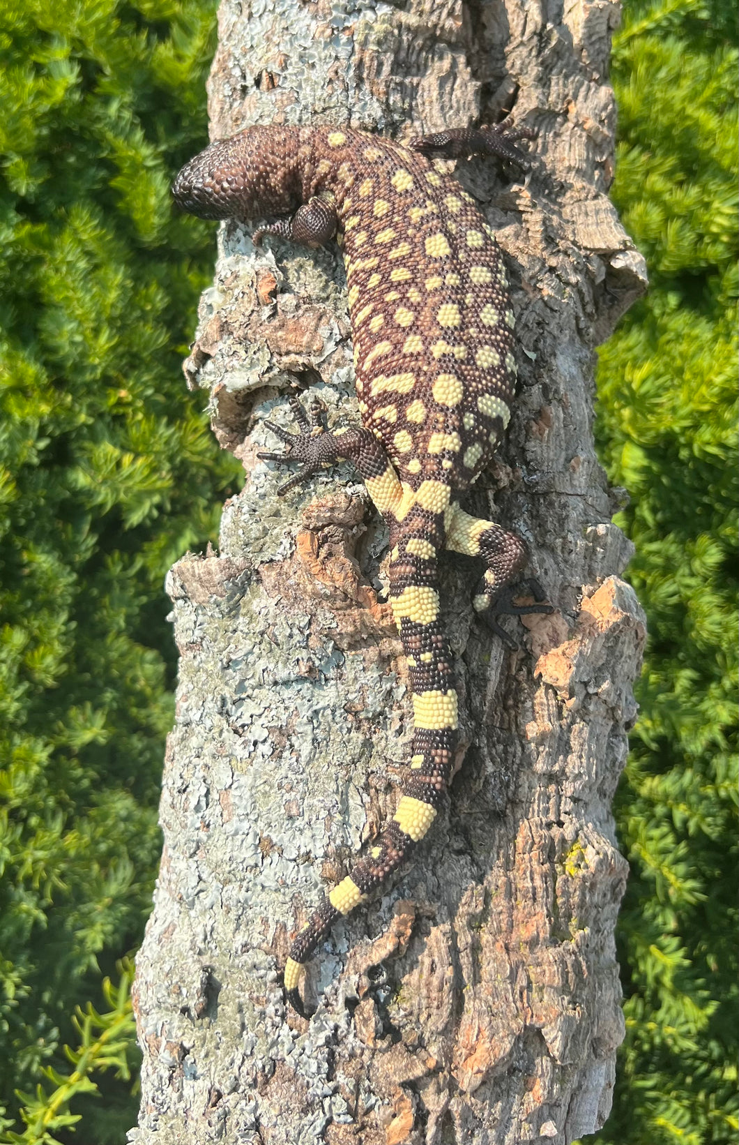 Baby Rio-Fuerte Beaded Lizard (4)