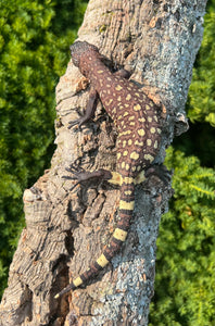 Baby Rio-Fuerte Beaded Lizard (5)