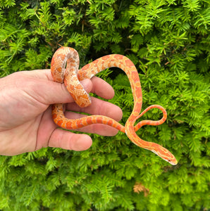 Juvenile Amelanistic Corn Snake (Male)