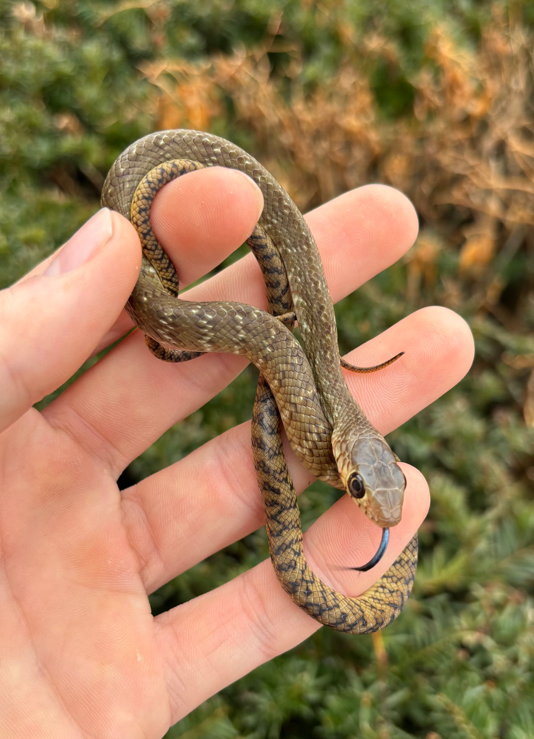 Baby Oriental Ratsnake – Scales and Tails of Ohio