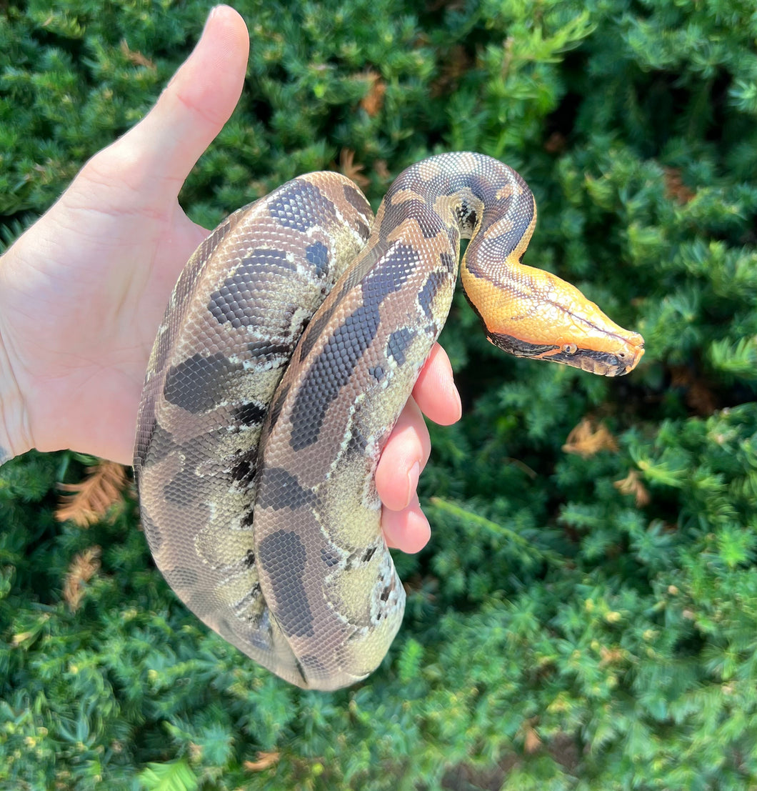 Juvenile Northern het Caramel Sumatran Short-Tailed Python (Male)