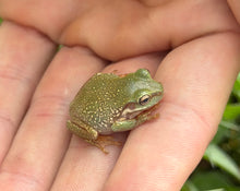 Load image into Gallery viewer, Baby Super Snowflake White’s Tree Frogs