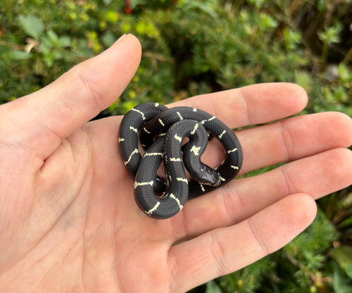 Baby High-Black Aberrant California Kingsnake