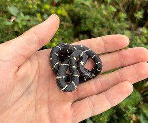 Baby High-Black Aberrant California Kingsnake