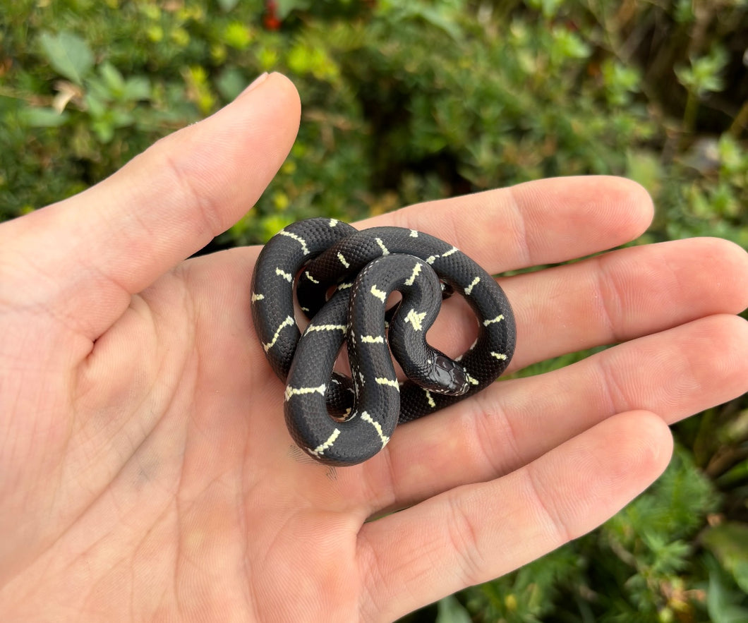 Baby High-Black Aberrant California Kingsnake