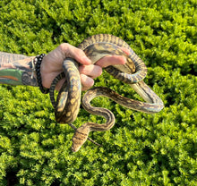 Load image into Gallery viewer, Sub-Adult Merauke Scrub Python (Female)