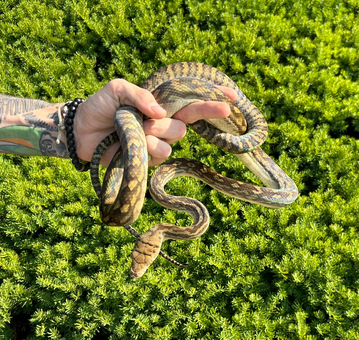 Scrub Python Den Sub-Adult Merauke Scrub Python (Female) – Scales and Tails of Ohio