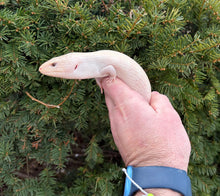 Load image into Gallery viewer, Juvenile Ivory Northern Blue Tongue Skink