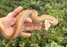 Load image into Gallery viewer, Juvenile Hypo Striped Columbian Red-Tailed Boa Constrictor (Female)