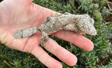 Load image into Gallery viewer, Adult Mossy Leaf-tailed Gecko (Female)