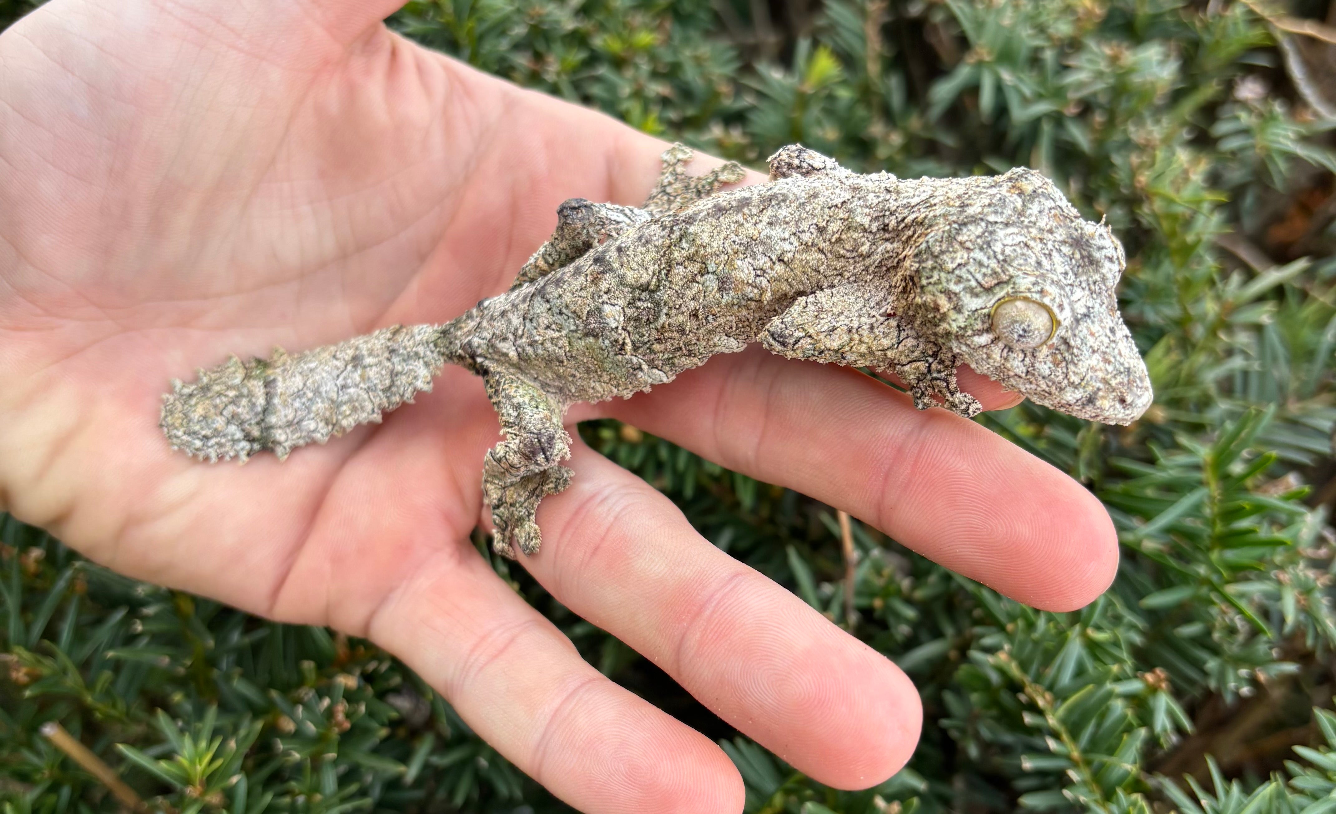 Adult Mossy Leaf-tailed Gecko (Female) – Scales and Tails of Ohio