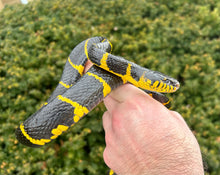 Load image into Gallery viewer, *Imperfect Adult Indonesian Mangrove Snake (Male)