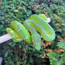 Load image into Gallery viewer, Adult ‘Reduced Pattern’ Emerald Tree Boa (Male)