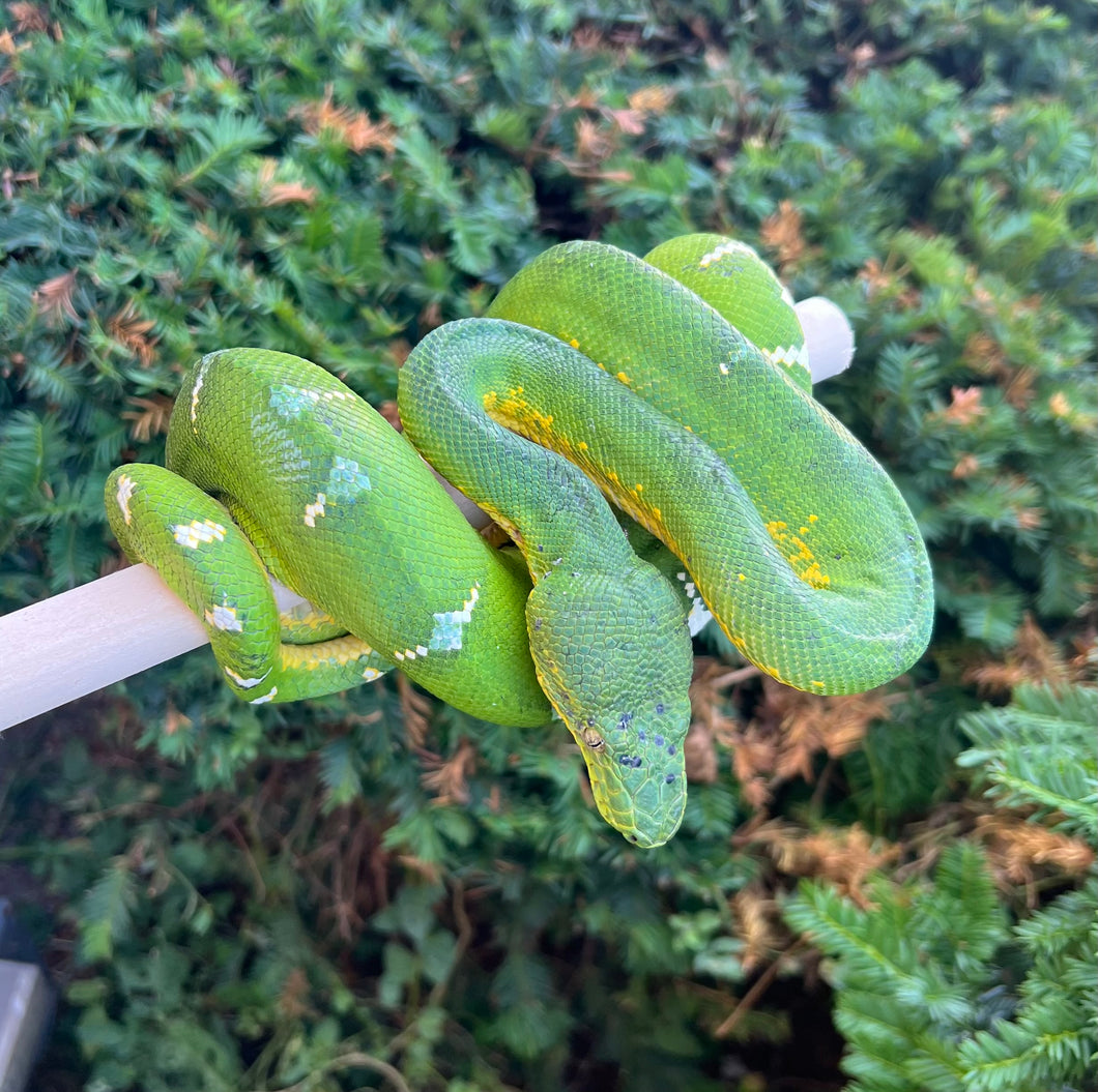 Adult ‘Reduced Pattern’ Emerald Tree Boa (Male)