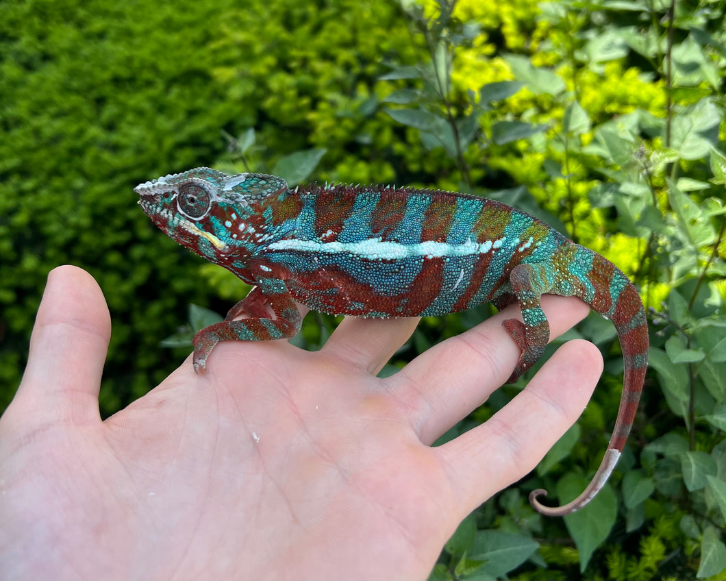 Sub-Adult Ambilobe Panther Chameleon (Male)