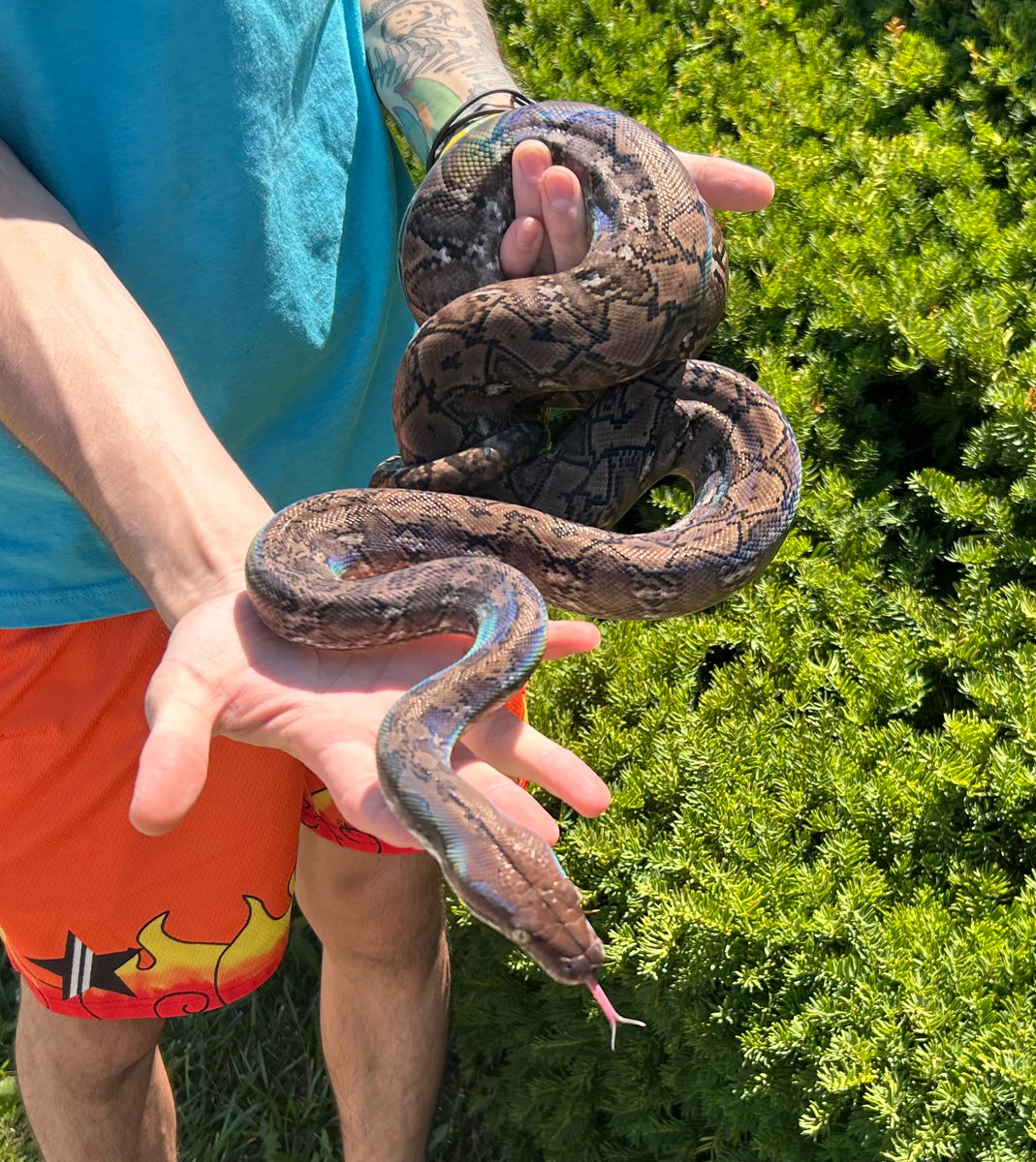 43% Kalatoa/7% Jampea Dwarf Reticulated Python (Female) – Scales and ...