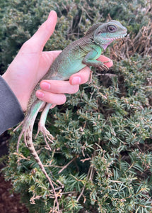 Adult Chinese Water Dragon (Female)