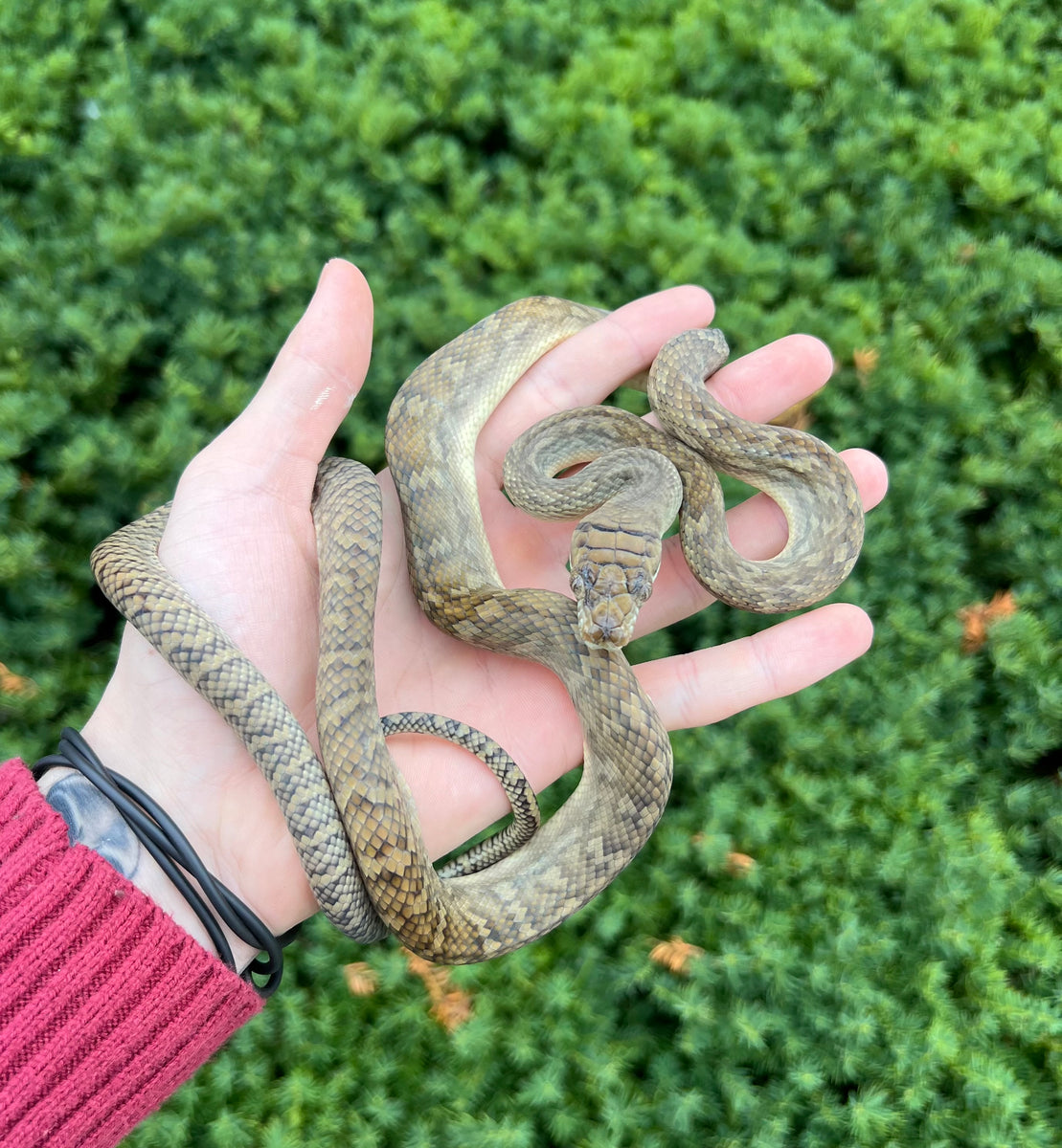 Juvenile Merauke Scrub Python (Female 2) – Scales and Tails of Ohio