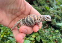 Load image into Gallery viewer, Baby Ornate Uromastyx (3)