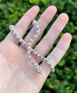 Baby Ultramel Anery Corn Snake (Male)