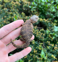 Load image into Gallery viewer, Baby Yellow Uromastyx