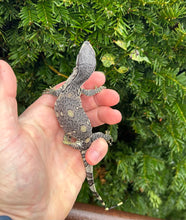 Load image into Gallery viewer, Baby Black Throat Monitor (2)