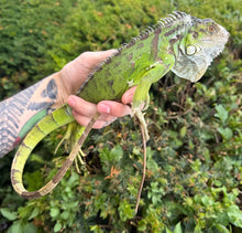 Load image into Gallery viewer, Sub-Adult Green Iguana (Male)
