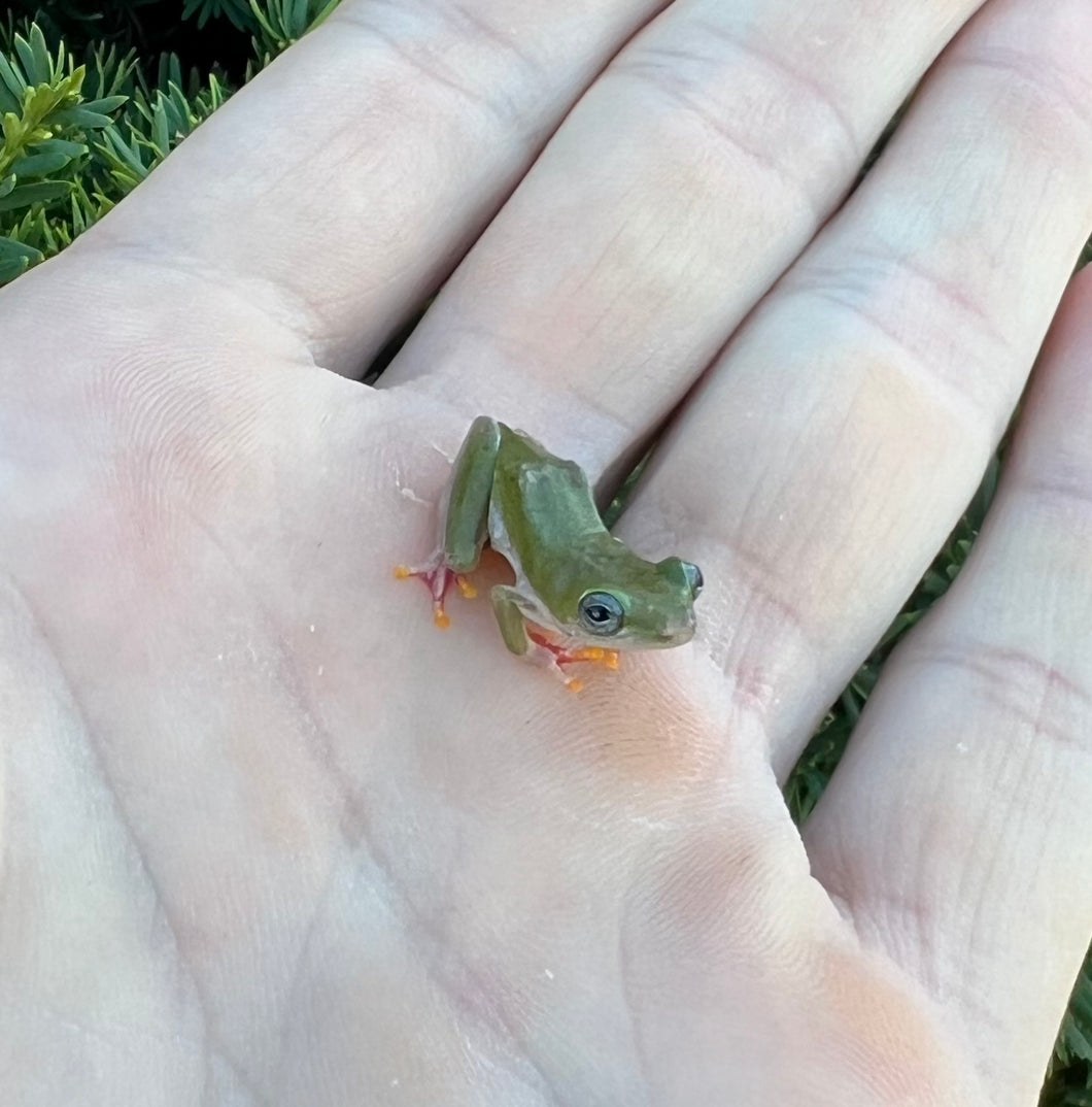 African Reed Frog