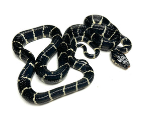 Adult Indonesian Axanthic Mangrove Snake (Male)