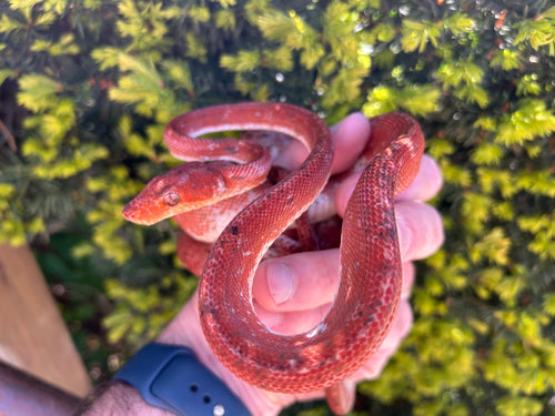 Red Calico Amazon Tree Boa (Male)