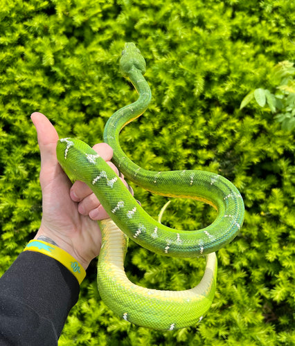 Adult Emerald Tree Boa (Male 1)