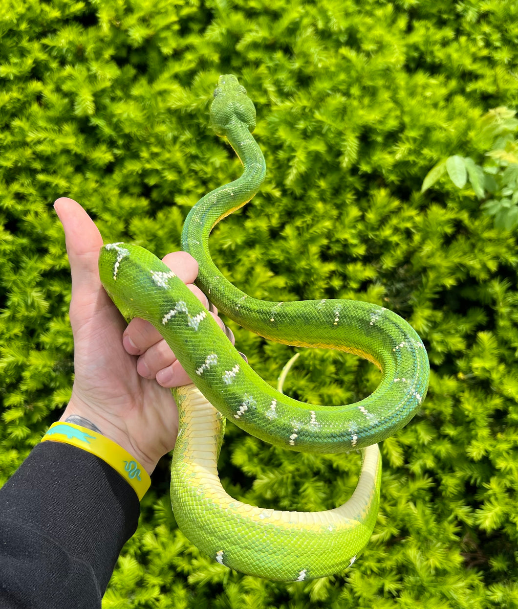 Adult Emerald Tree Boa (Male 1)