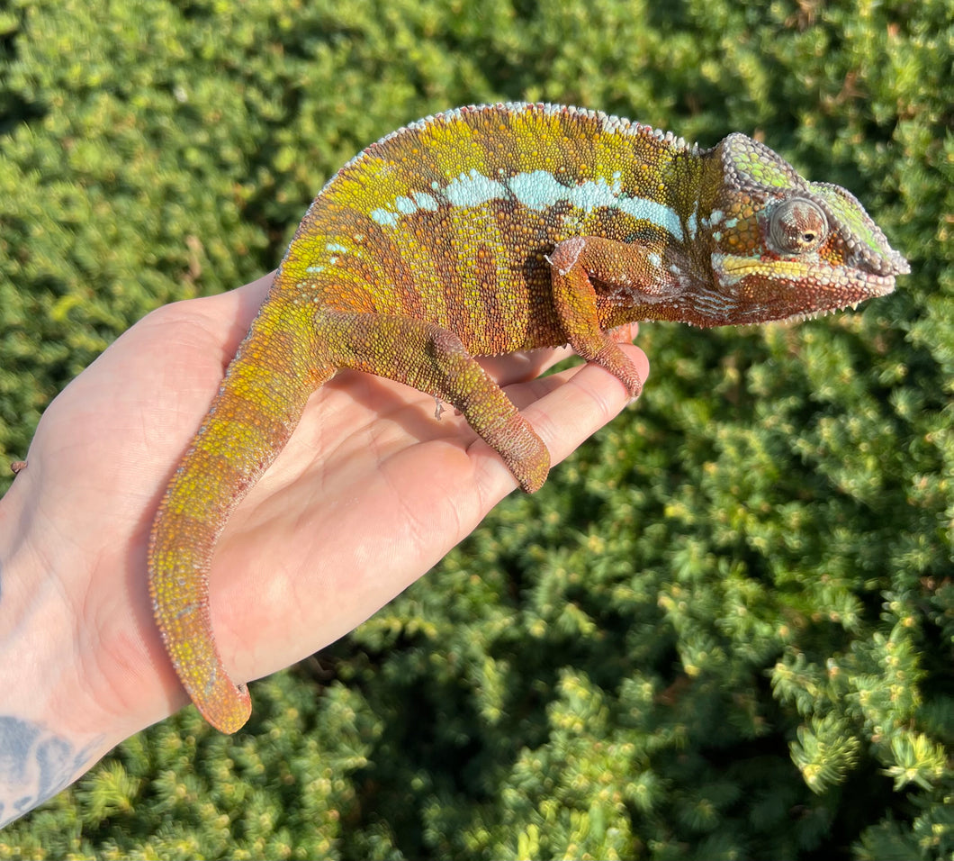 Adult Ambilobe Panther Chameleon (Male 1)