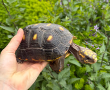 Load image into Gallery viewer, 6” Red Foot Tortoise (1)