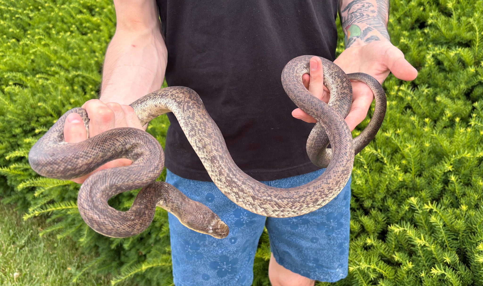Macklot's Python Size Juvenile Macklot’s Python (Male) – Scales and Tails of Ohio