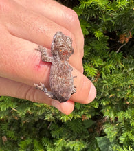 Load image into Gallery viewer, Baby Reticulated Gargoyle Gecko (1)
