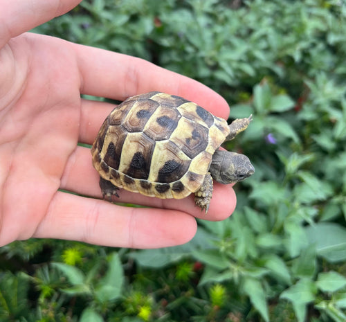 Baby Hermann’s Tortoise