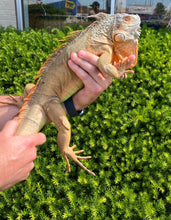 Load image into Gallery viewer, Sub-Adult Red Iguana (Male)