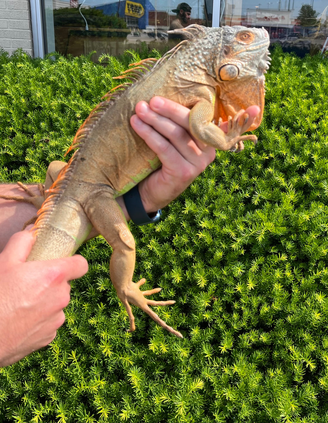 Sub-Adult Red Iguana (Male)