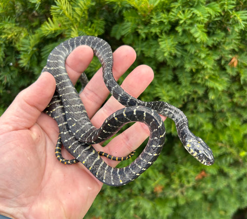 Juvenile Sulawesi Mangrove Snake (Female 1)