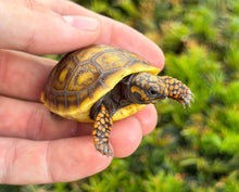 Load image into Gallery viewer, ‘Exceptional’ Baby Red-Foot Tortoise (2)