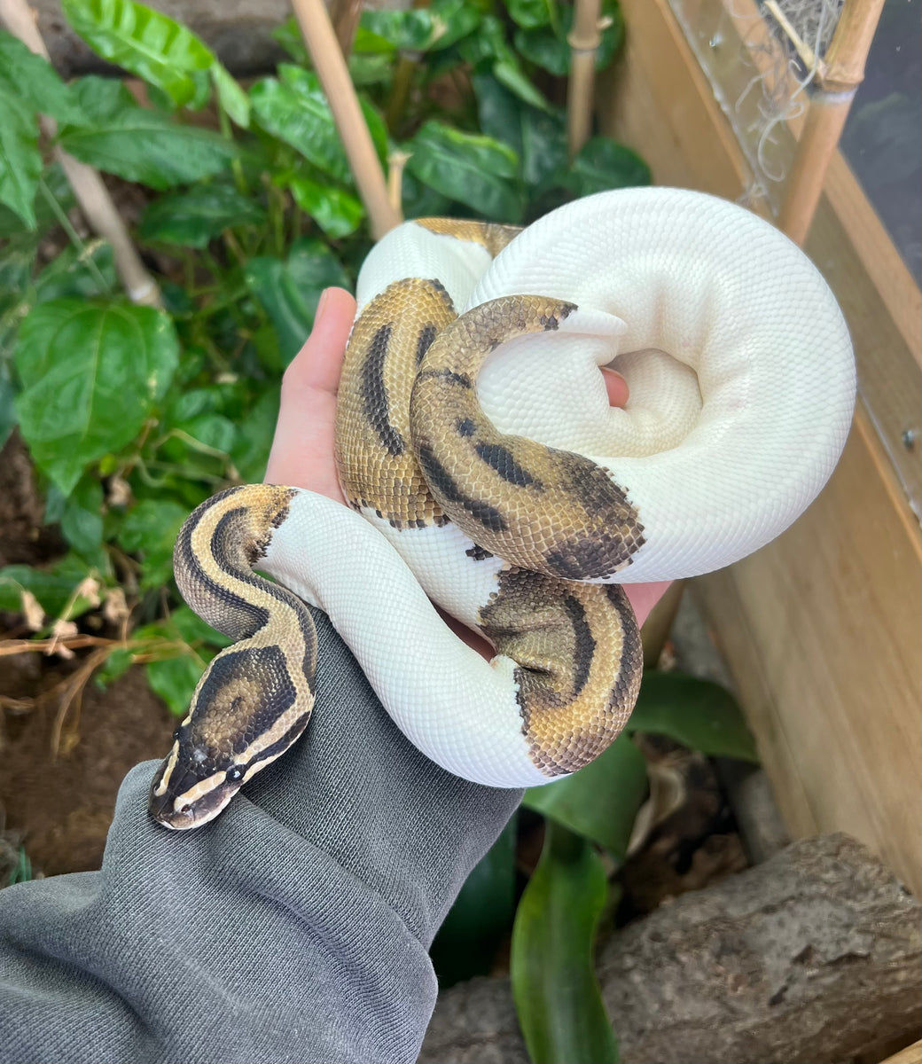 Adult Pied Ball Python (Male) – Scales and Tails of Ohio