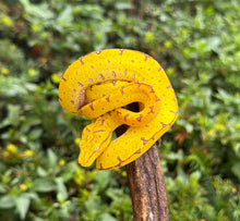 Load image into Gallery viewer, Baby Cyclops Mnt Green Tree Python (1)