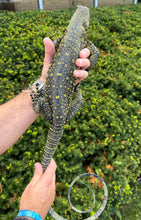 Load image into Gallery viewer, Sub-Adult Crocodile Monitor