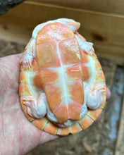 Load image into Gallery viewer, 5” Albino Pink-Bellied Sideneck Turtle (Female 1)