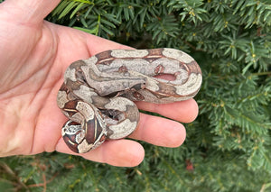 Baby Guyana Boa (Male 3)