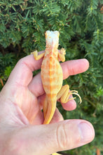 Load image into Gallery viewer, Baby ‘High-Red’ Albino Iguana